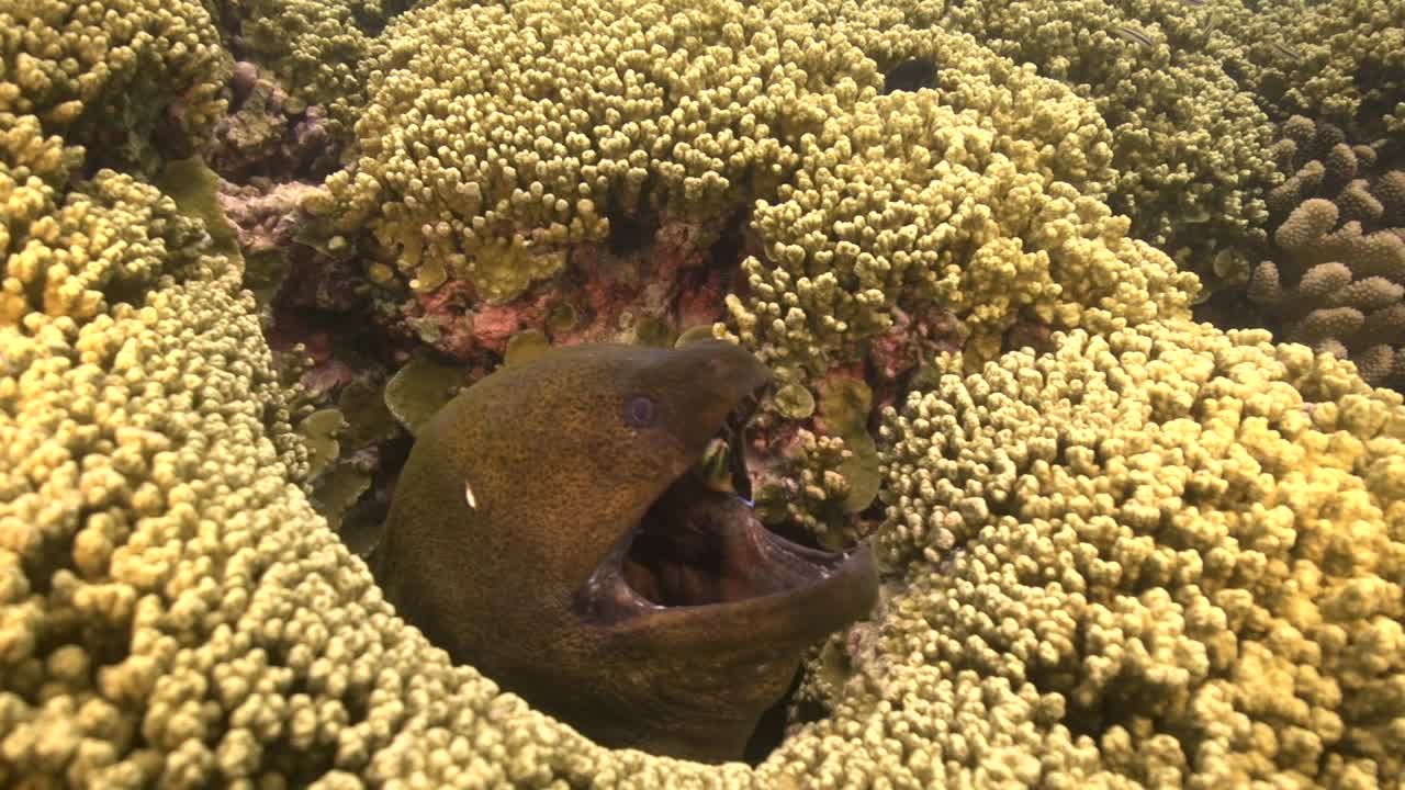 Murena gigante pulita da un labride pulitore su una barriera corallina tropicale