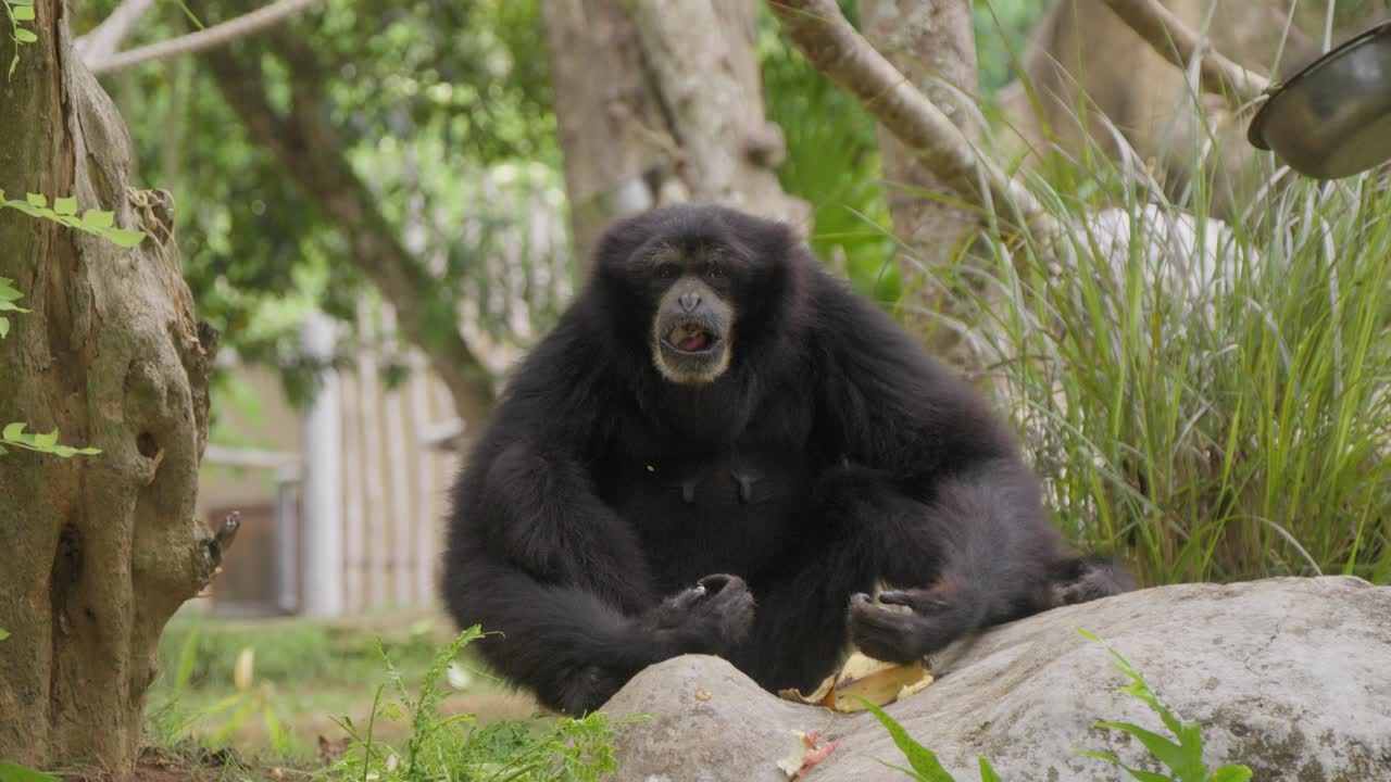 retrato de un gibón siamang comiendo un plátano