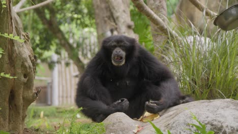 Porträt-Eines-Siamang-Gibbons,-Der-Eine-Banane-Isst