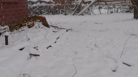 Nevando-El-Primer-Día-De-Primavera-Lanzando-Una-Pelota-De-Juguete-Con-Un-Perro-Labradano-Danés-De-Laboratorio-Negro-Lanzado-Desde-El-Centro-Del-Marco---En-El-Cine-4k-A-Media-Velocidad-A-30-Fps