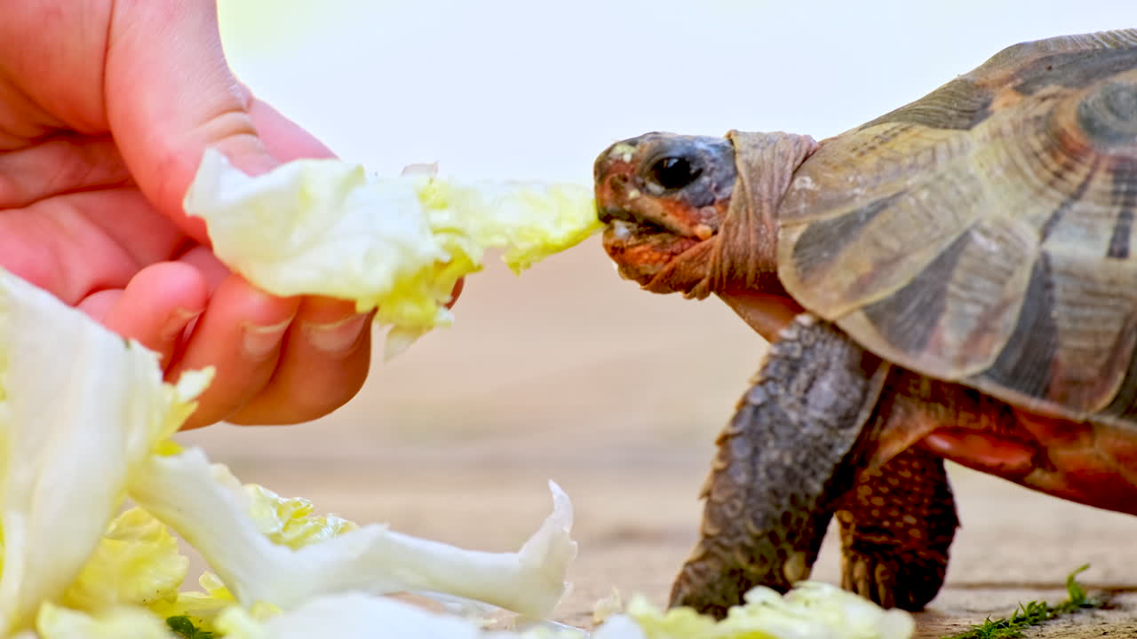 Child feeds rescued hungry tortoise green lettuce, closeup profile view