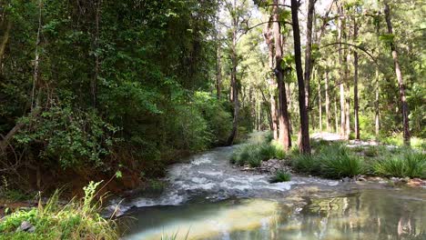 a serene forest stream flows through lush greenery in bellingen, australia, captured with natural lighting and gentle camera movement