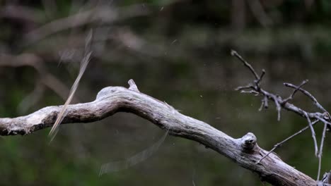 So-much-nesting-materials-in-the-mouth-then-flies-away-to-deliver,-Black-and-red-Broadbill,-Cymbirhynchus-macrorhynchos,-Kaeng-Krachan-National-Park,-Thailand