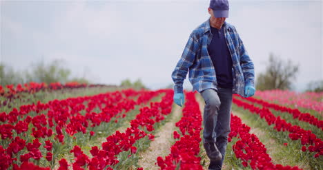 granjero que trabaja en la plantación de flores de tulipanes en los países bajos 2