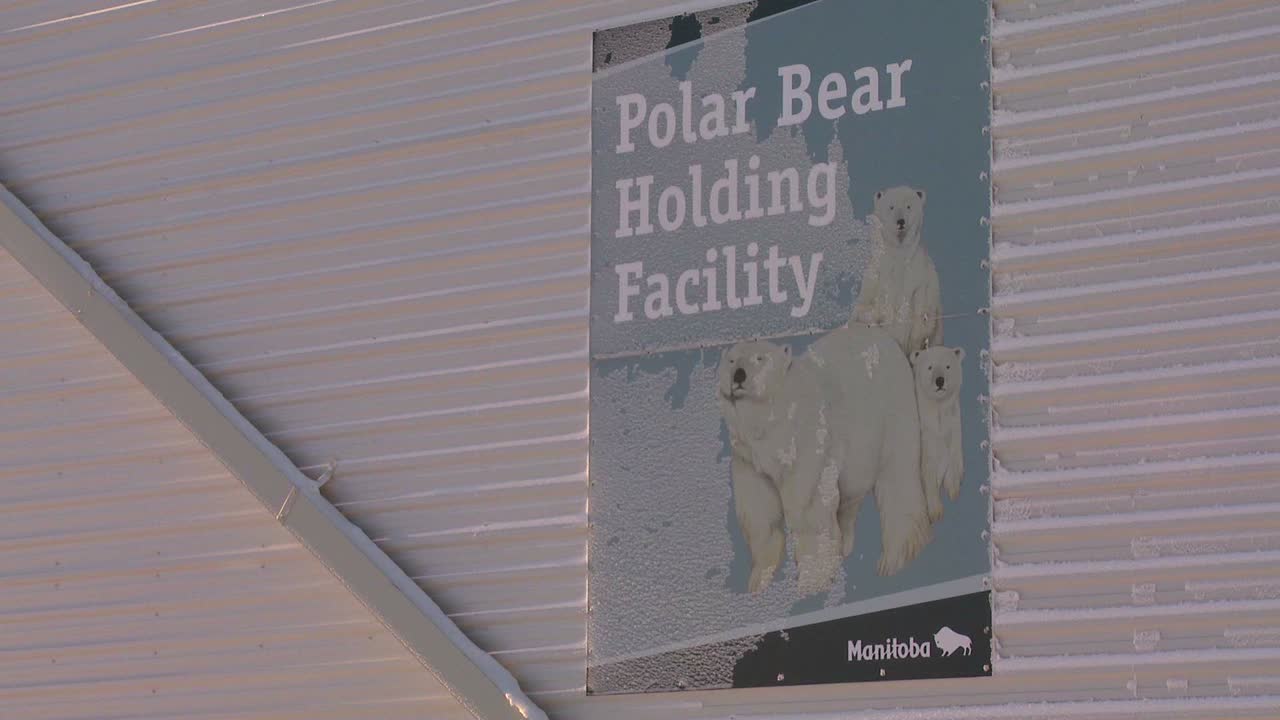 los osos polares que se portan mal están confinados en la cárcel de osos polares en churchill, manitoba, canadá