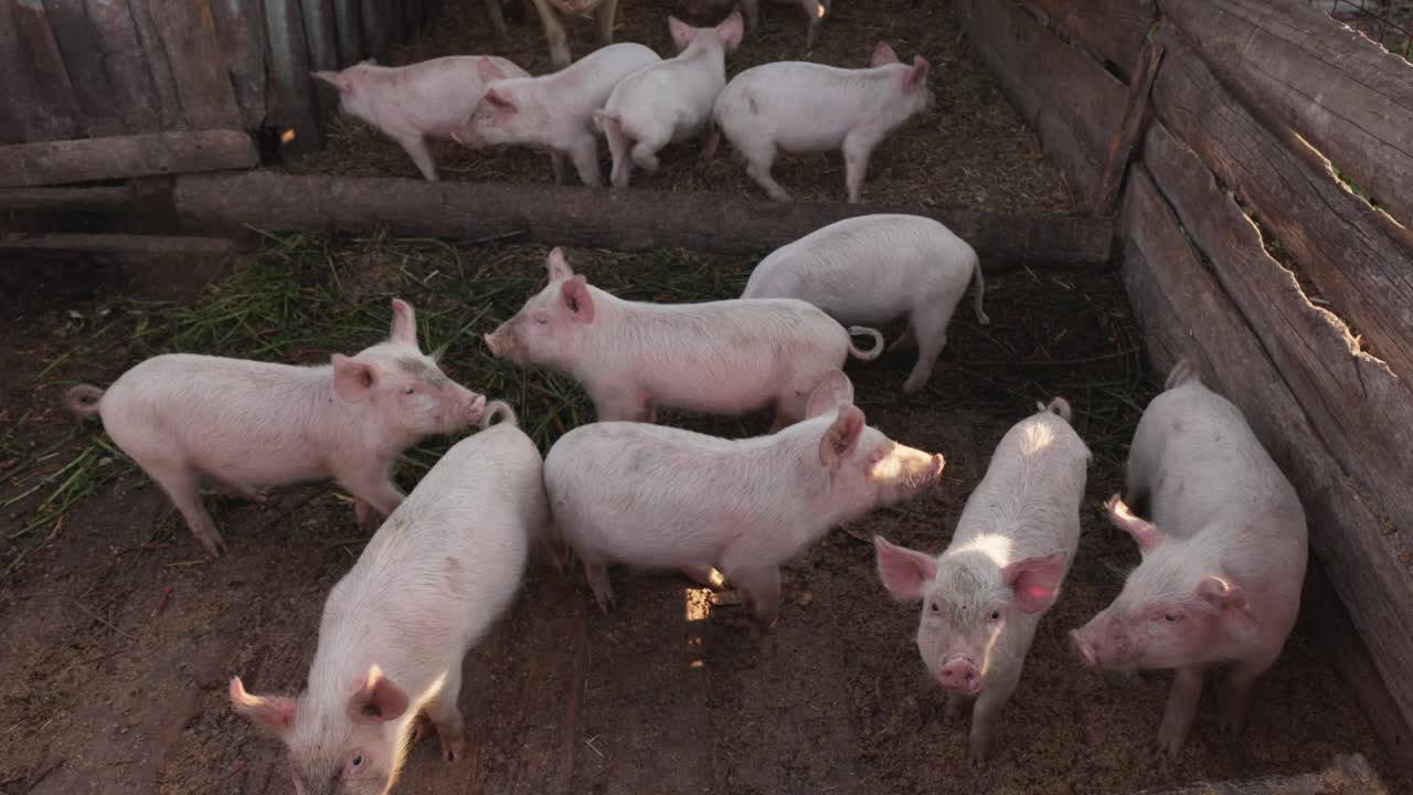 창고에 있는 돼지 새끼