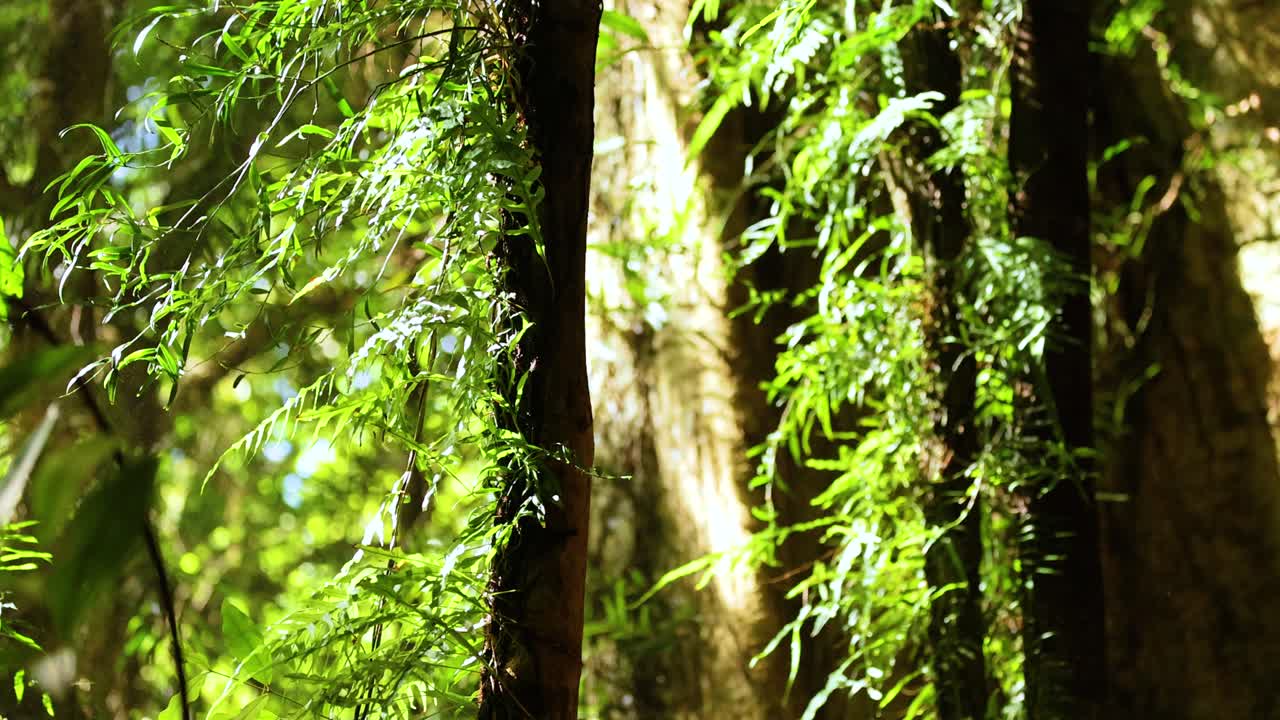 Vibrant greenery and sunlight filtering through trees in Dorrigo's forest, creating a serene and natural atmosphere