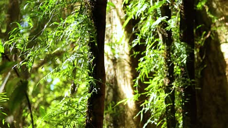 vibrant greenery and sunlight filtering through trees in dorrigo's forest, creating a serene and natural atmosphere