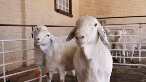 cute, goofy van rooy sheep wait in corral at loxton rsa public auction