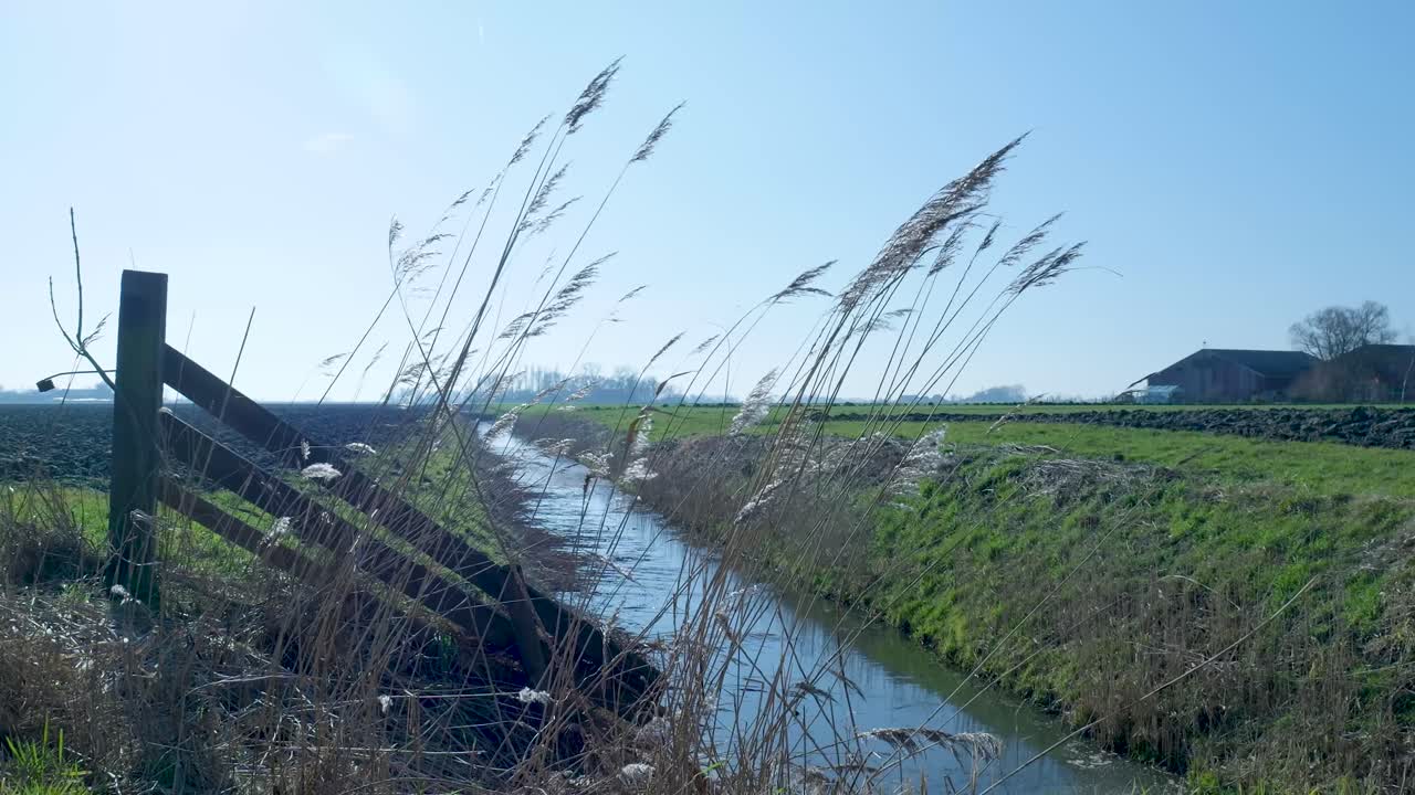Reeds Swaying in Wind by a Rural Ditch on a Sunny Day