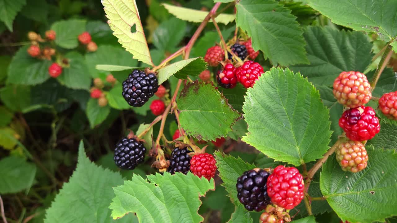 Ripe and Unripe Blackberries Growing on Bush With Green Leaves in Summer