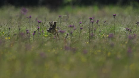 roe deer skipping through meadow among tall grasses, tracking shot
