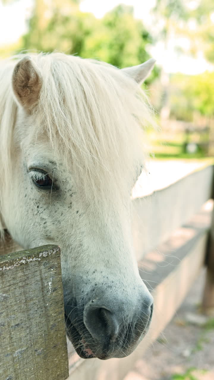 Questa collezione presenta primi piani di un grazioso pony in miniatura ambientati su uno sfondo pittoresco di fattoria, evidenziandone le caratteristiche affascinanti e la stalla accogliente, creando una vista deliziosa