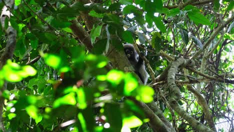 Hiding-high-up-behind-the-trunk-of-the-tree-then-looks-down-to-check-on-what's-going-on-the-ground,-Spectacled-Leaf-Monkey-Trachypithecus-obscurus,-Thailand