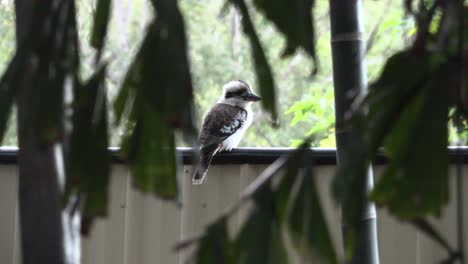 Kookaburra-Zwischen-Bäumen-Im-Hinterhof-4k-Uhd