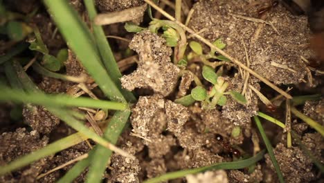 top down view of disturbed fire ant mound - wide angle view, panning up showing many frantic ants moving about the broken dirt sections