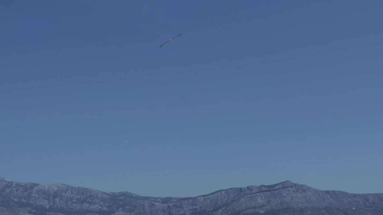 Seagulls fly on blue sky background with mountains on the bottom