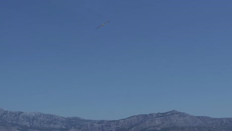 seagulls fly on blue sky background with mountains on the bottom