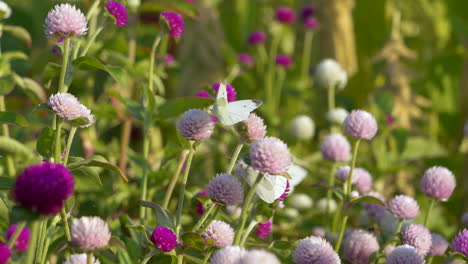 Close-up-shot-of-white-Butterfly-resting-on-pink-and-purple-flowers-in-nature---prores-422-footage