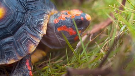 close up of red footed tortise eating brown leaf