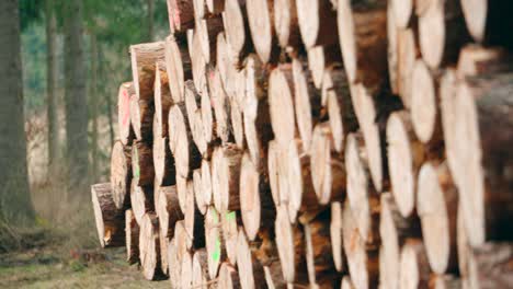 Stacking wooden logs in the forest, View of stacked logs in the forest, lots of wood