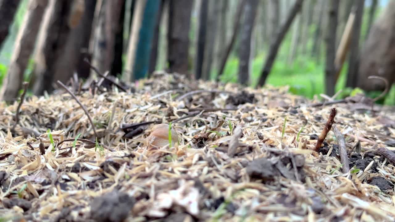 중동의 숲 정원에서 천천히 하지만 자연스럽게 움직이는 야생 풍경의 순간 중동의 숲 정원에서 생물은 땅에 몸을 문지르고 농업에 대한 해충 지역 주민들은 제거하려고합니다