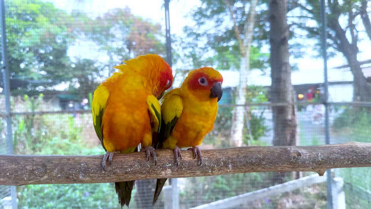 два солнечных конуса, близко расположенных на ветке