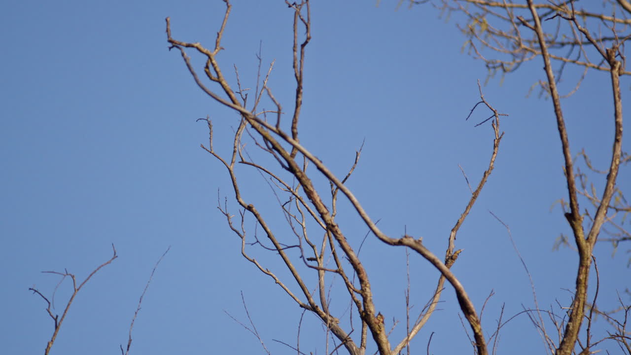 Elegant slow motion video of purple martins performing sky-bound rituals.