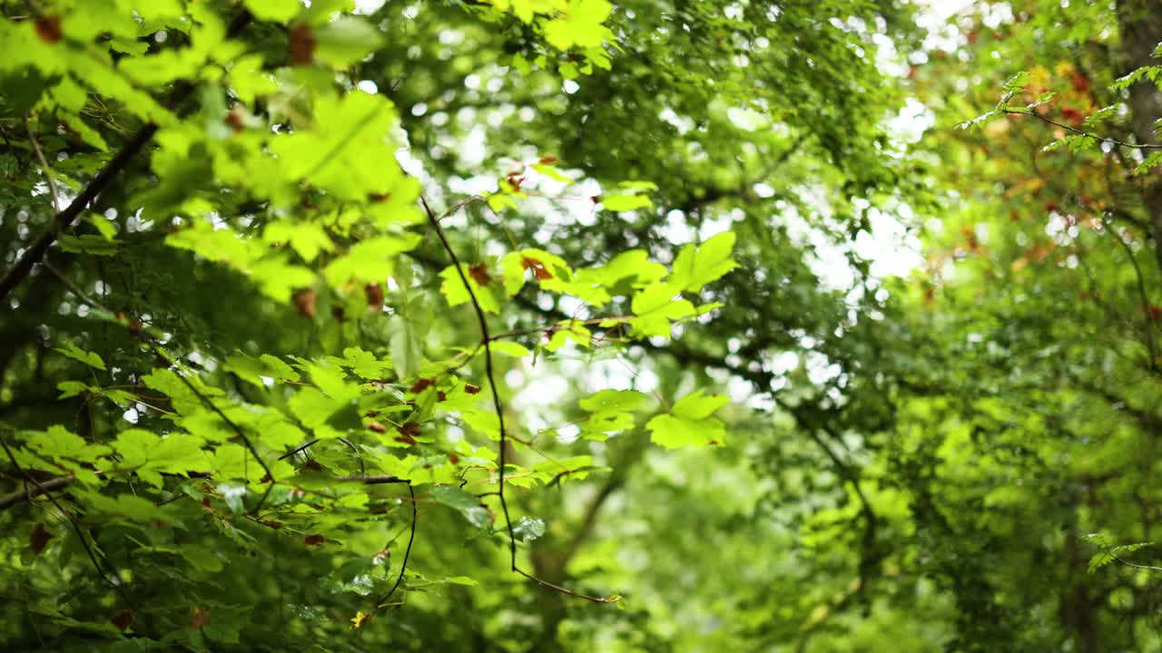 el frondoso follaje verde en dunkeld, escocia