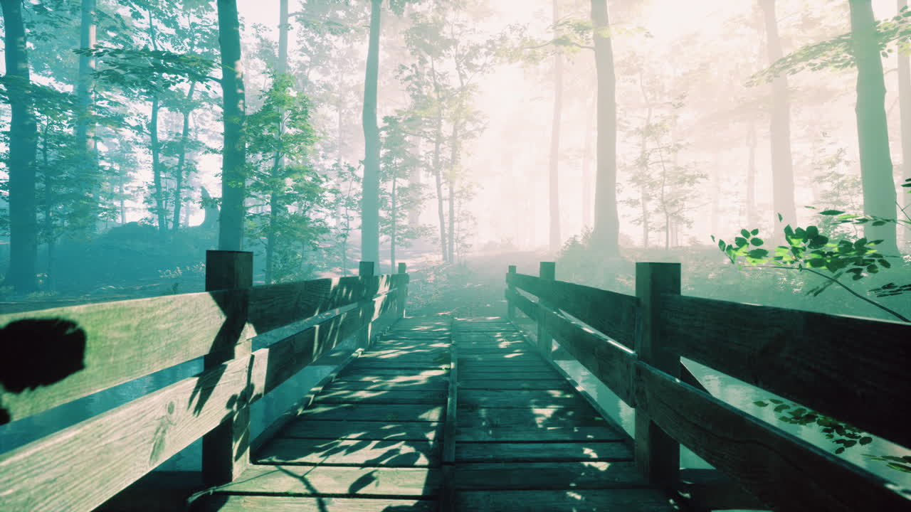 강 이 있는 숲 으로 가는 나무 다리