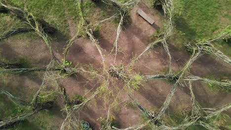 escultura en vivo de la catedral de sauce de 4k hecha de sauces en taunton somerset, dron de 60 fps que se mueve hacia arriba y revela la catedral del árbol