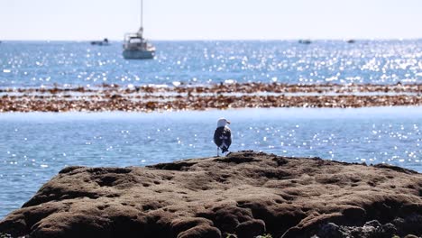 un pájaro con vistas al océano