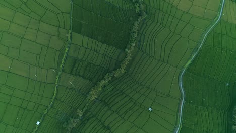 rotating aerial shot of indonesian fields