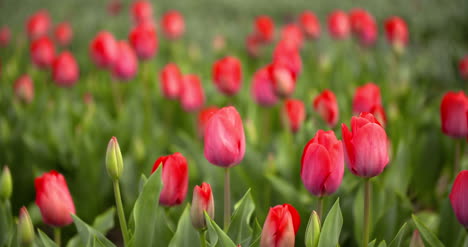 Tulpenplantage-In-Der-Niederländischen-Landwirtschaft-8