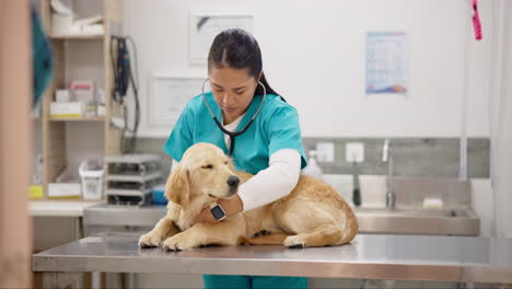 Woman-vet,-dog-with-trust-and-hospital