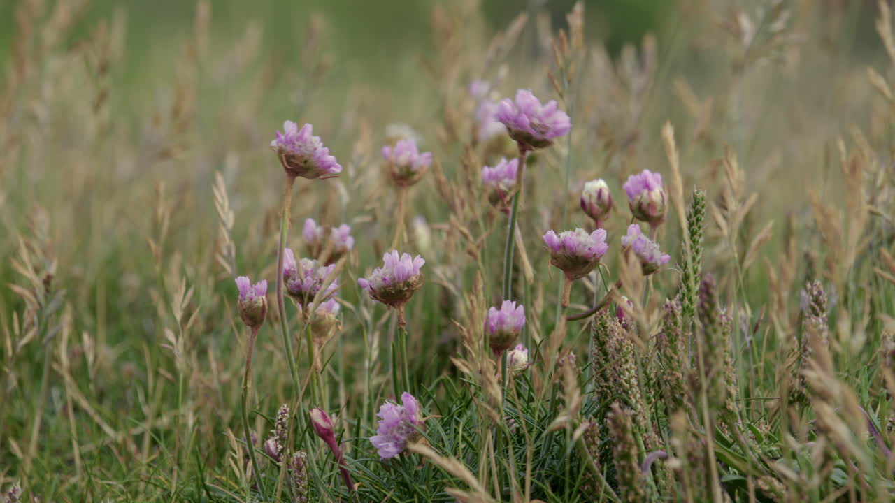 Purple Wildflowers in a Grassy Field
