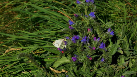 white butterfly resting on purple flower during windy day and sunlight on grass field