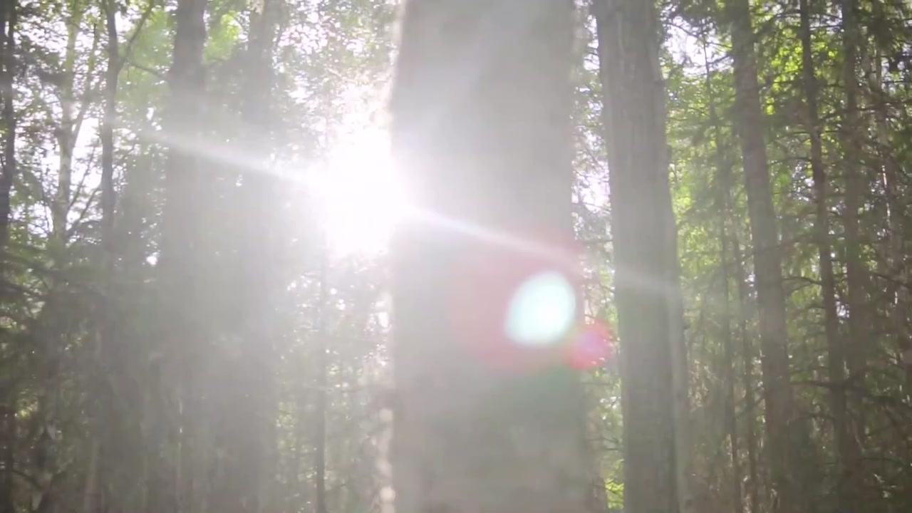 Sun Peeks Through Forest in South-Central Alaska