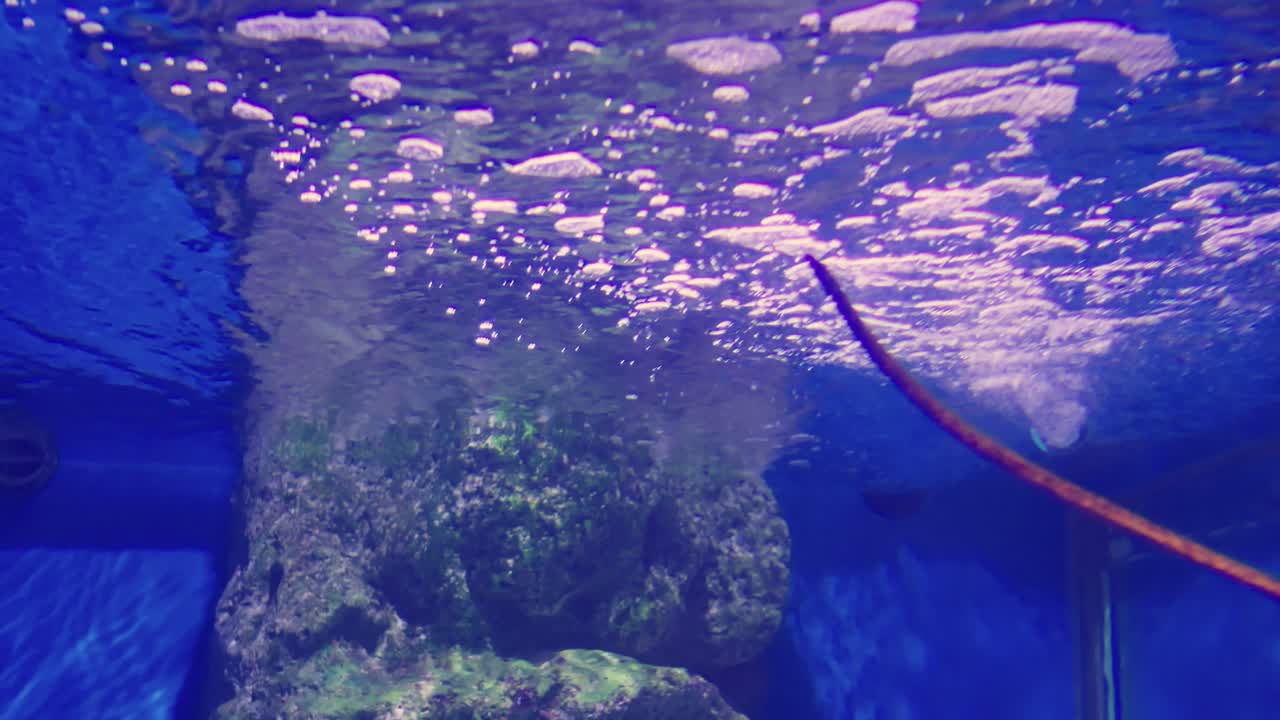 Experience the enchanting underwater world filled with colorful marine life and captivating bubbles.