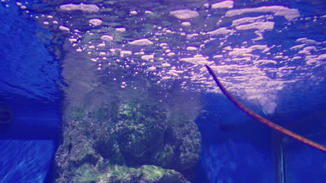 experience the enchanting underwater world filled with colorful marine life and captivating bubbles.