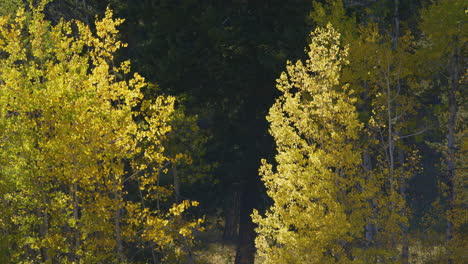 Hojas-De-Otoño-En-Bozeman-Montana-4k