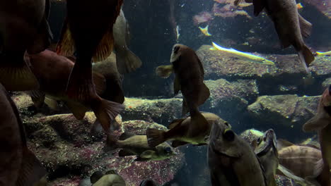 jellyfish - group of fish in a vertical position with tilt-down camera movement