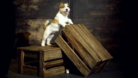 the funny puppy jack russell terrier is standing on wood crates