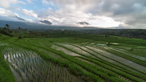 stunning rice terraces in indonesia