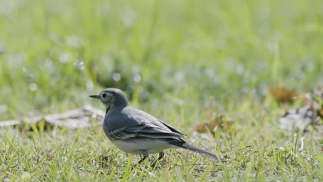 Bachstelze-Auf-Der-Suche-Nach-Nahrung-Fliegt-Im