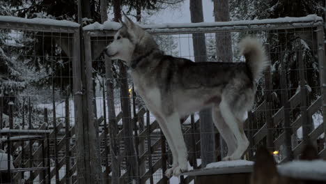 alarmed husky dog in the cage