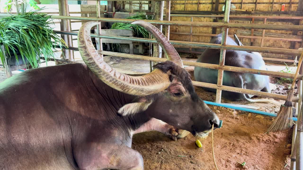 A water buffalo rests in a rustic farm environment in Phuket, Thailand, with natural lighting and a calm atmosphere