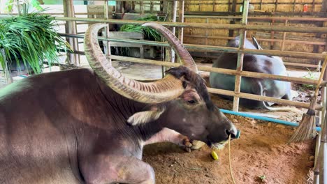 a water buffalo rests in a rustic farm environment in phuket, thailand, with natural lighting and a calm atmosphere