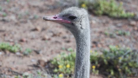 Cabeza-De-Avestruz-Curiosamente-Mirando-A-Su-Alrededor-En-El-Cabo-Occidental,-Sudáfrica