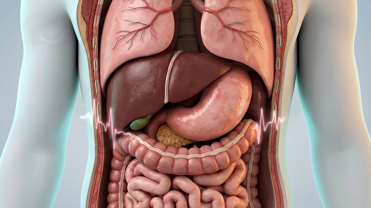 Transparent torso showing liver stomach and intestines on pale background